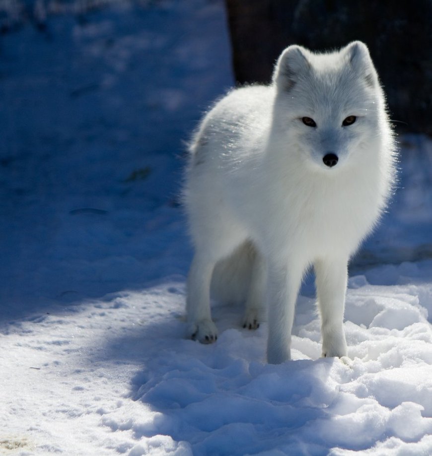 Albums 93+ Images what are the animals that live in the tundra Updated